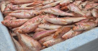 Sem camar&atilde;o na mesa? Esse peixe tem gosto do crust&aacute;ceo, custa menos e faz sucesso nas cozinhas