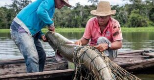 Gigante amaz&ocirc;nico de mais de 200 kg invade lagos e rios brasileiros e pode atacar nadadores
