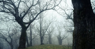 Hoia Baciu: a floresta onde o celular trava, o GPS falha e voc&ecirc; perde a no&ccedil;&atilde;o do tempo