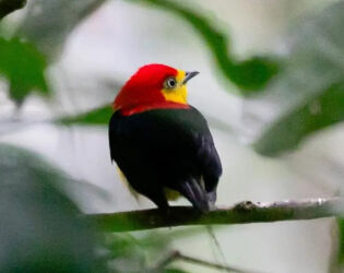 Expedição inédita ao Rio Negro (AM) rende fotos de aves  de rara beleza; saiba mais.