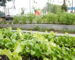 Parcerias reforçam combate à crise climática com agricultura urbana em Santos.