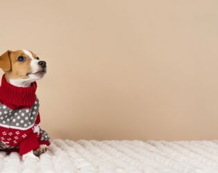 Veterinários apontam qual melhor lugar para cães dormirem no inverno.