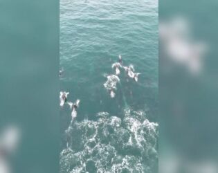 Vídeo mostra momento com 100 golfinhos nadando lado a lado.