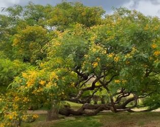 Árvore presente no Brasil pode ajudar cidades a enfrentar efeitos da crise climática.