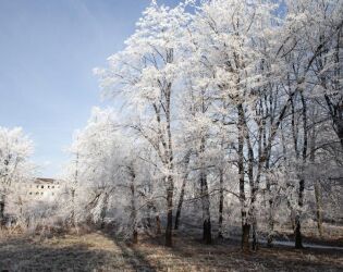 Belezas do inverno: cinco árvores que florescem no tempo frio.