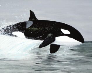 Com o degelo acelerado, orcas avan&ccedil;am pelo &Aacute;rtico e dominam &aacute;reas antes cobertas por gelo.