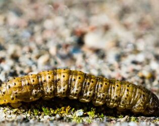 Apareceu uma centopeia em casa? Especialistas dizem que isso pode revelar problema oculto.