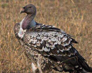 Ave desafia a f&iacute;sica ao planar por horas e voar mais alto que o Everest.