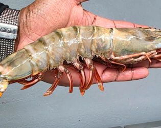 Camar&atilde;o gigante chama aten&ccedil;&atilde;o no litoral paulista e pode custar mais de R$ 219 o quilo.