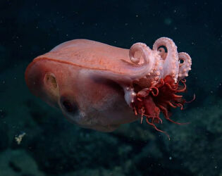 Cientistas fotografam criatura de 4 metros no oceano Pac&iacute;fico, onde a luz solar n&atilde;o chega.