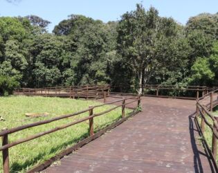 Caminhar 2,1 km acima da floresta: maio trilha suspensa transforma visita &agrave; Mata Atl&acirc;ntica.