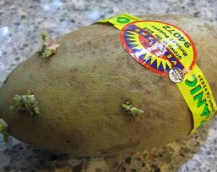 Jogue no lixo agora: Se a batata estiver assim, ela j&aacute; virou veneno.