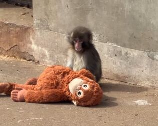 Abandonado pela m&atilde;e ap&oacute;s o parto, filhote de macaco encontra amizade em um urso de pel&uacute;cia.