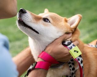 Vai viajar ou trabalhar e n&atilde;o quer deixar seu cachorro sozinho? Veja creches em Santos.