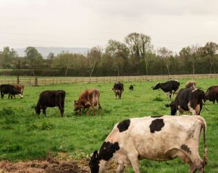 Cantor de 75 anos fatura mais de R$ 100 milh&otilde;es por ano com gado e acumula fortuna de R$ 1 bilh&atilde;o.