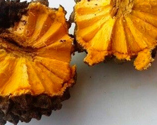 Conhe&ccedil;a a cidade do interior de SP que encanta com natureza e uma fruta rara pouco conhecida.