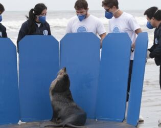 Encontrou um pinguim ou lobo-marinho na areia? Saiba o que fazer e quem chamar no litoral de SP.