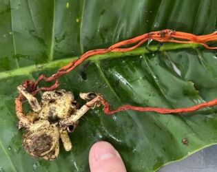 O fungo que dominou uma aranha gigante e a transformou em 'zumbi'.