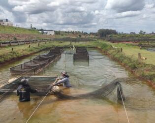 Amea&ccedil;a Silenciosa: V&iacute;rus com 90% de mortalidade amea&ccedil;a produ&ccedil;&atilde;o de til&aacute;pia em SP
.