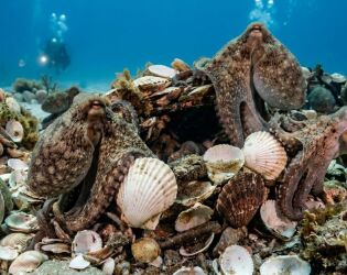 Cientistas descobrem 'cidade de polvos' que desafia d&eacute;cadas de teorias biol&oacute;gicas.