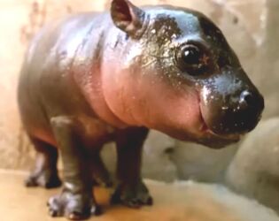 Novo Moo Deng? Conhe&ccedil;a Jellybean, o beb&ecirc; hipop&oacute;tamo que virou febre nas redes sociais.