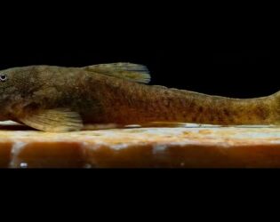 Peixes 'm&iacute;sticos': Por que os novos animais descobertos em Minas j&aacute; nascem sob risco de extin&ccedil;&atilde;o.