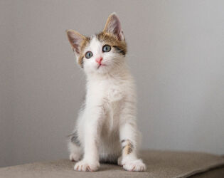 Por que gatos sempre caem de p&eacute;? Entenda o segredo do 'superpoder' felino .