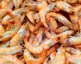 Por que muitos chamam o camar&atilde;o de 'barata do mar'? Especialista explica se compara&ccedil;&atilde;o faz sentido.