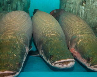 Peixe predador brasileiro pesa mais de 200 kg e precisa subir &agrave; superf&iacute;cie para respirar.