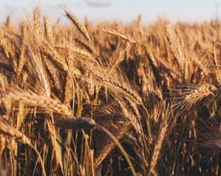 Terra do Trigo: a cidade que voc&ecirc; nunca ouviu falar, mas movimenta bilh&otilde;es no Brasil.