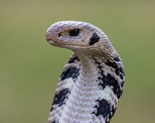 Adeus Ozempic? Cientistas descobrem em cobra mol&eacute;cula que pode revolucionar o emagrecimento.