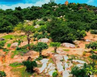 O segredo da floresta 'subterr&acirc;nea' que faz &aacute;rvores renascerem do zero, sem plantar uma &uacute;nica muda.