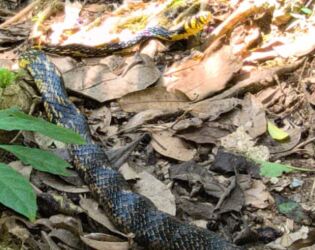 Caninana gra&uacute;da de mais de dois metros &eacute; encontrada em trilha e chacoalha o rabo; V&Iacute;DEO.