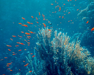 Insetos dos mares: como pequenos crust&aacute;ceos levam micropl&aacute;sticos ao fundo do oceano.