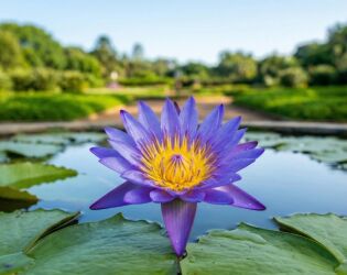 Da &aacute;rvore de D. Pedro II &agrave; flor m&iacute;stica do Egito: as raridades escondidas a 100 km de SP.