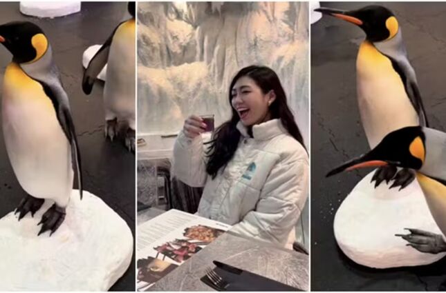 Jantar com pinguins em resort de esqui nos Emirados Árabes encanta internautas