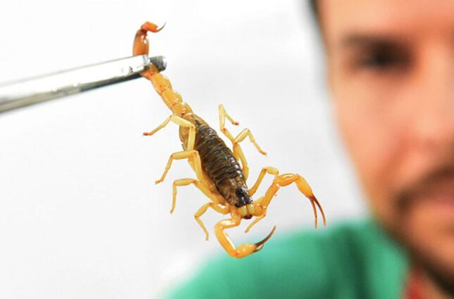 Com aumento de 250%, estudo alerta para epidemia de picadas de escorpião