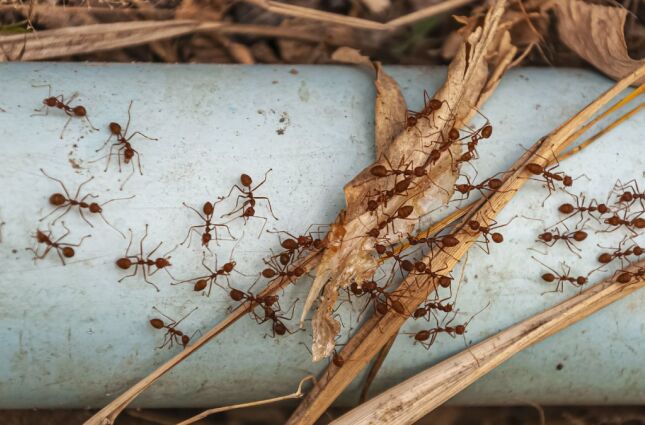 Pessoas são instruídas a usar um item muito barato para deter formigas em jardins e casas