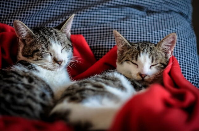 Livro com dicas valiosas sobre o comportamento dos gatos é publicado pela USP