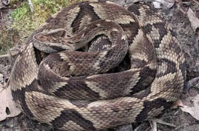 Jararaca graúda muito perigosa regurgita rato e é devolvida à natureza; VÍDEO