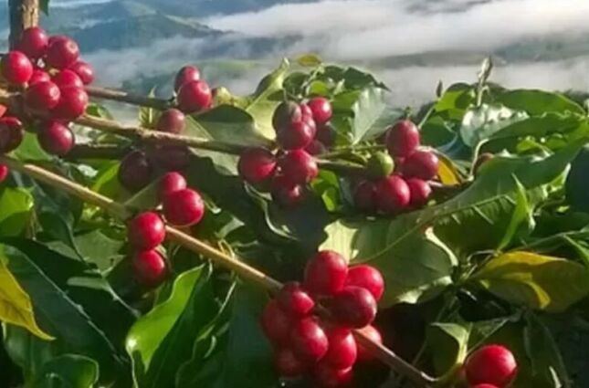 Cidade brasileira ganhou notoriedade por produzir o café mais caro do mundo