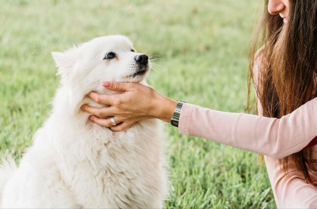 Acariciar cães na rua tem um significado importante para a sua saúde emocional
