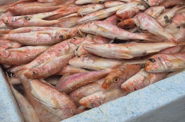 Peixe com gosto de camarão custa muito menos e está conquistando as peixarias