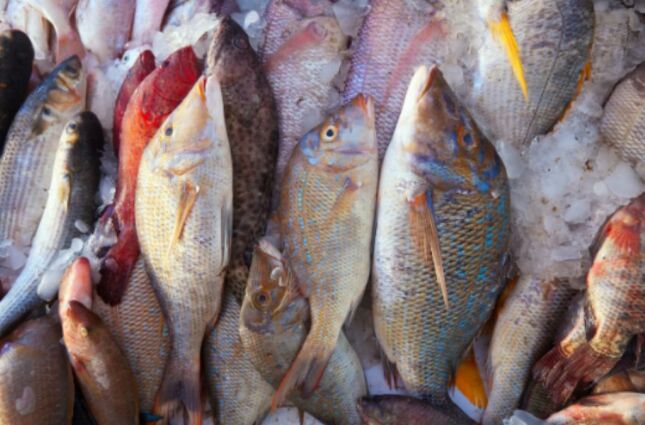 Especialista em nutrição compara benefícios de dois peixes e aponta qual é melhor