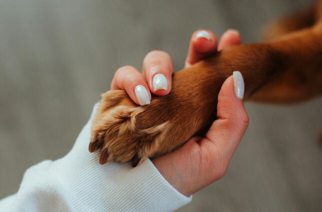 Cientistas descobrem ligação surpreendente entre essa raça de cães e os humanos