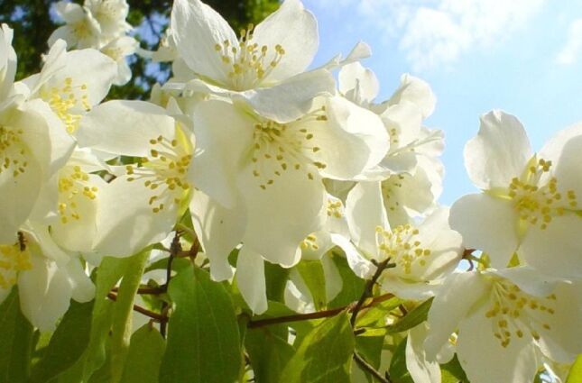 Flor arom&aacute;tica vira aliada que acalma, ajuda no sono e transforma sua casa em para&iacute;so