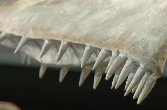 Nova esp&eacute;cie brasileira de 110 milh&otilde;es de anos &eacute; descoberta em 'v&ocirc;mito' f&oacute;ssil