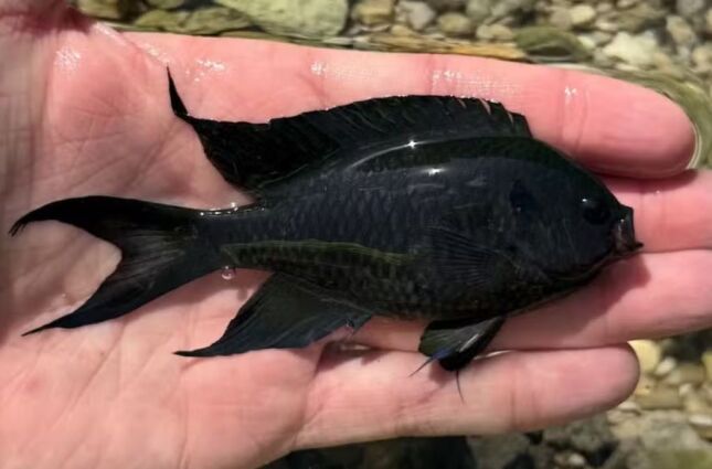 Alerta no litoral: peixe invasor da &Aacute;sia &eacute; confirmado em ilhas de SP e preocupa especialistas