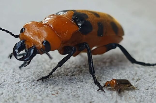 Besouro 'arrebenta-boi' reaparece e consegue derrotar animais e mil vezes maiores que ele