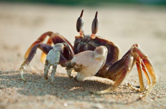 &Eacute; caranguejo ou carangueijo? Descubra o erro comum que quase todo mundo comete ao escrever